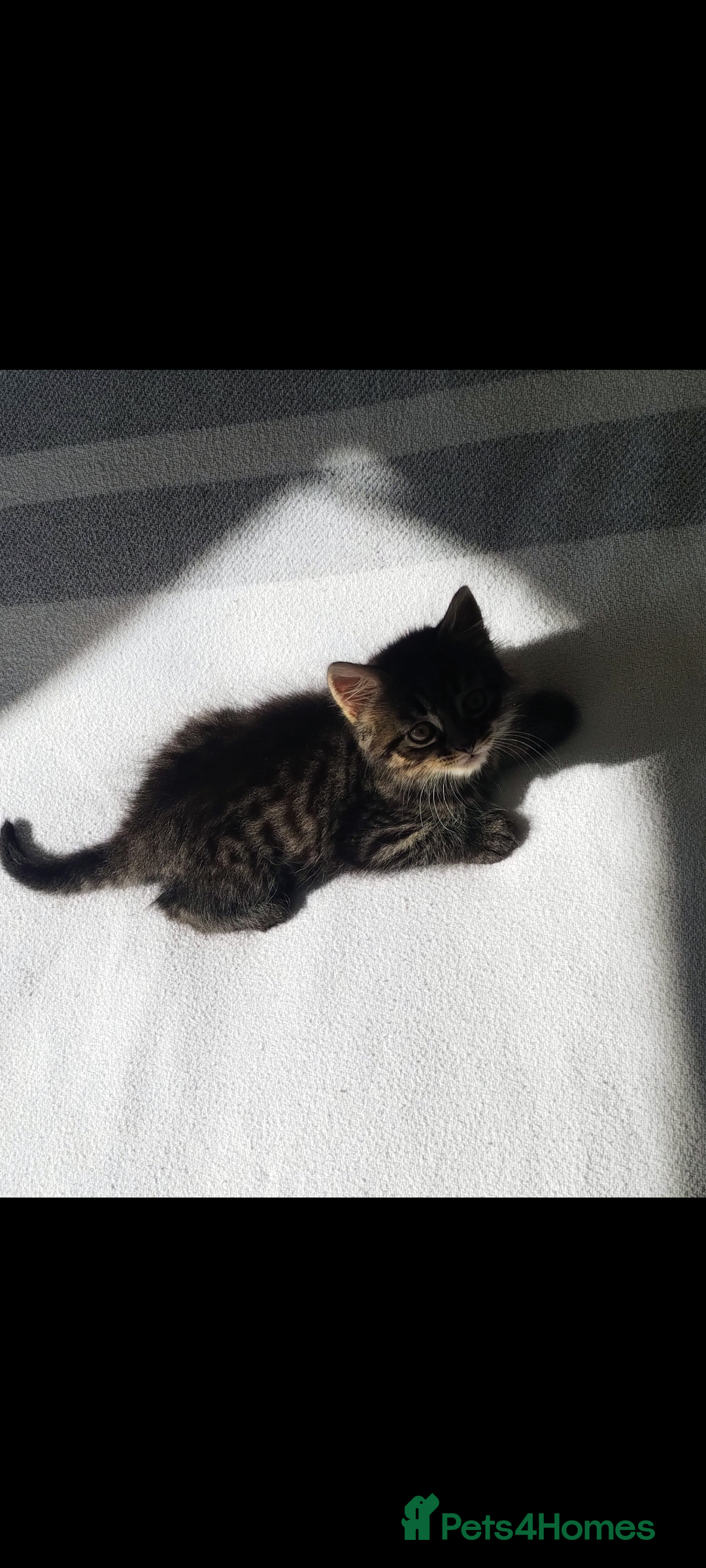 Mixed Breed cats for sale: 3 lovely Boys Ready to Leave , 1 black available  - Image 5