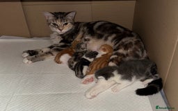 Mixed Breed cats for sale: 4 gorgeous ginger and grey kittens - Image 7