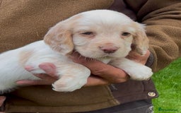 Cocker Spaniel dogs for sale: KC Reg Working Cocker spaniel puppies roan - Image 26