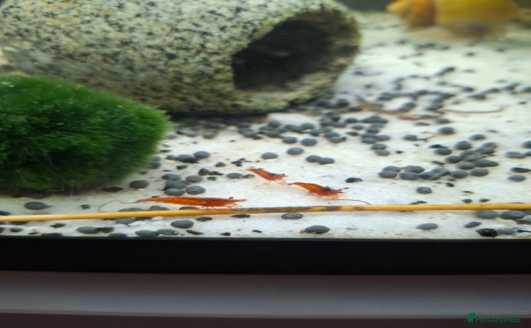 Shrimps fish - Advert 1