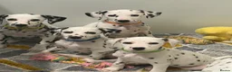 Dalmatian dogs for sale: Dalmatian puppies - Advert 14