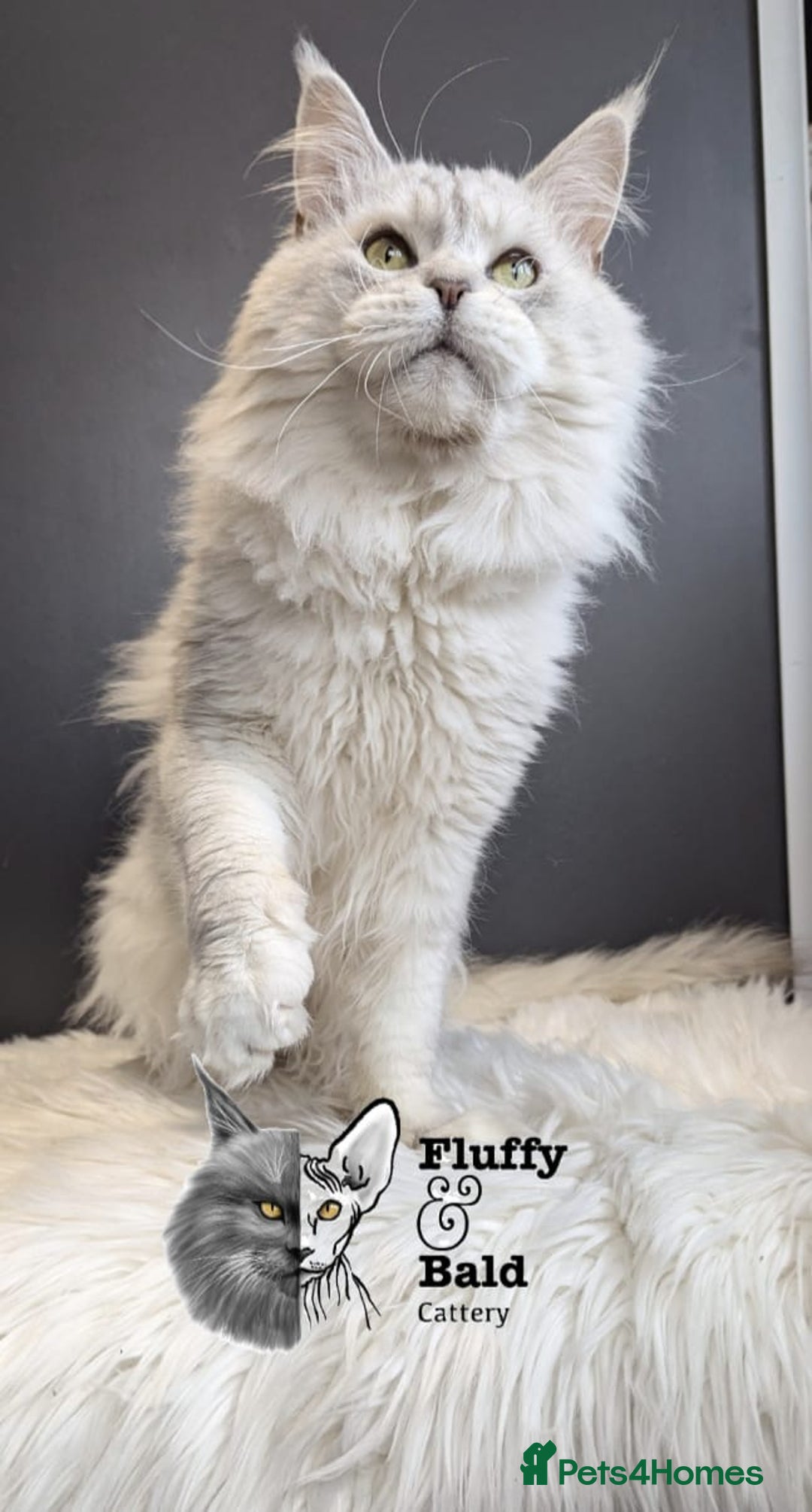 Maine Coon cats for sale: Blue shaded stud boy  - Image 2