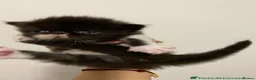 Persian cats for sale: Our beautiful litter of 3 Persian x  kittens - Advert 39
