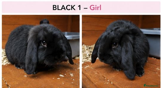 Mini Lop rabbits Gorgeous Pure Bred Mini Lops - 1 Remaining - Advert 5