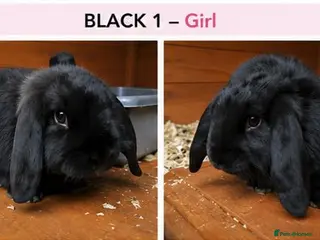 Mini Lop rabbits Gorgeous Pure Bred Mini Lops - 1 Remaining - Advert 5