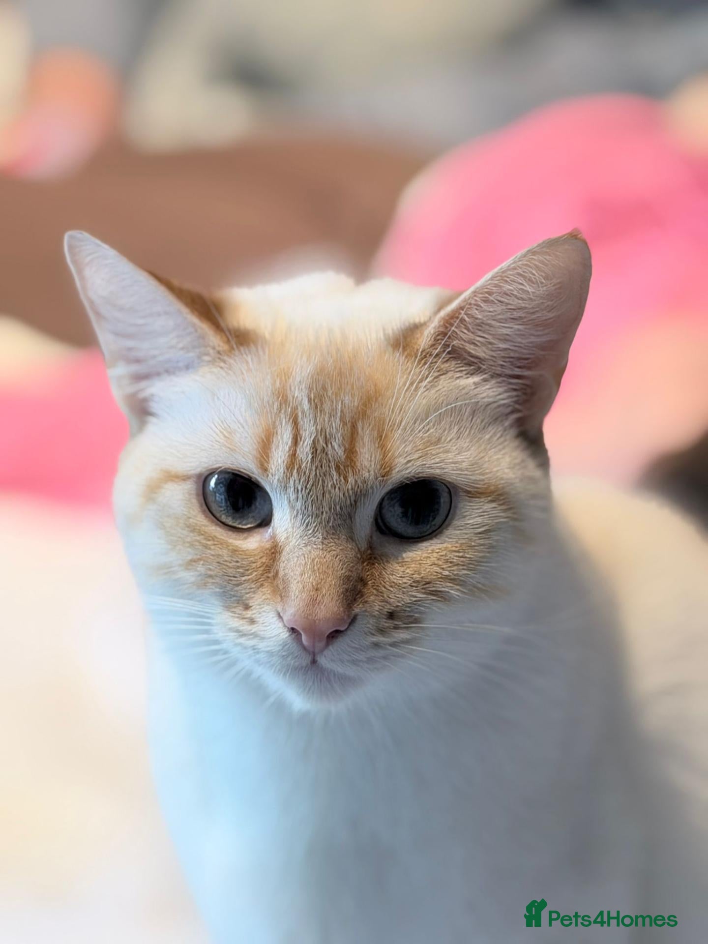 RagaMuffin cats Ragamuffin & Siamese tabby mixed - Advert 2