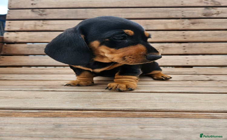 Miniature Dachshund dogs - Advert 16