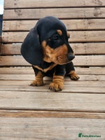Miniature Dachshund dogs - Advert 13