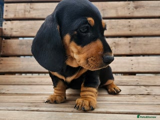 Miniature Dachshund dogs - Advert 6