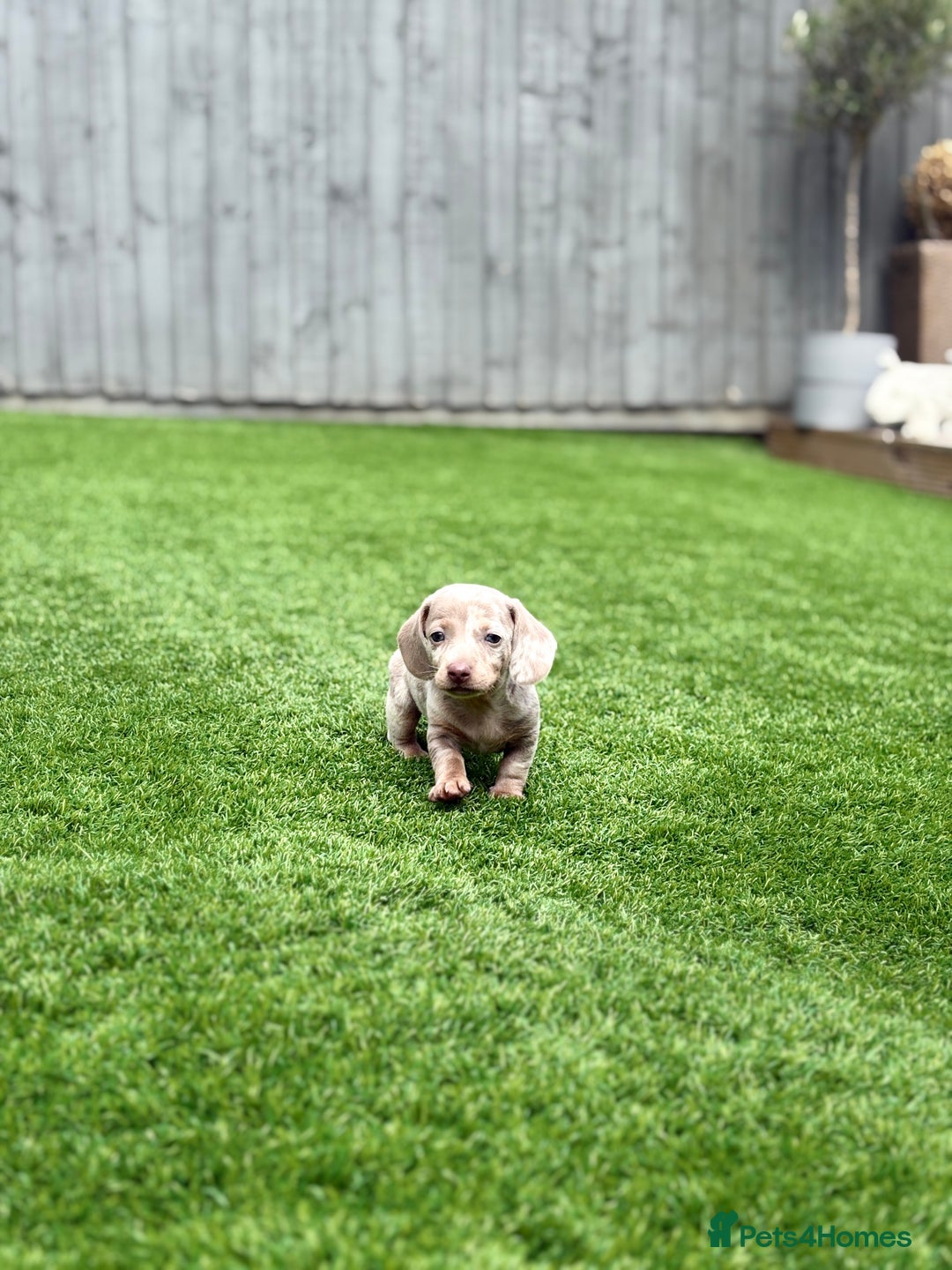Miniature Dachshund dogs for sale: 🐾 stunning Miniature dachshund pups🐾  - Image 8