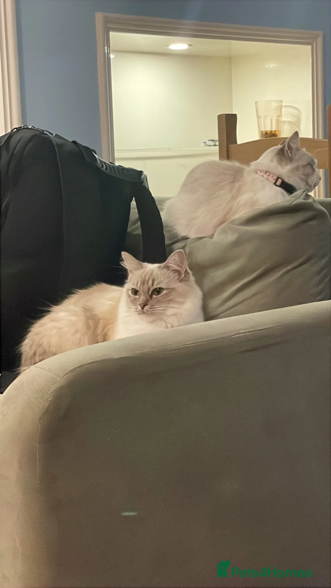 Ragdoll cats for sale: Ragdoll Female  in Manchester - Advert 2