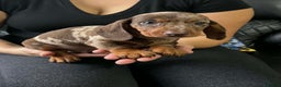 Dachshund dogs for sale: Miniature Dachshund puppies - Advert 17