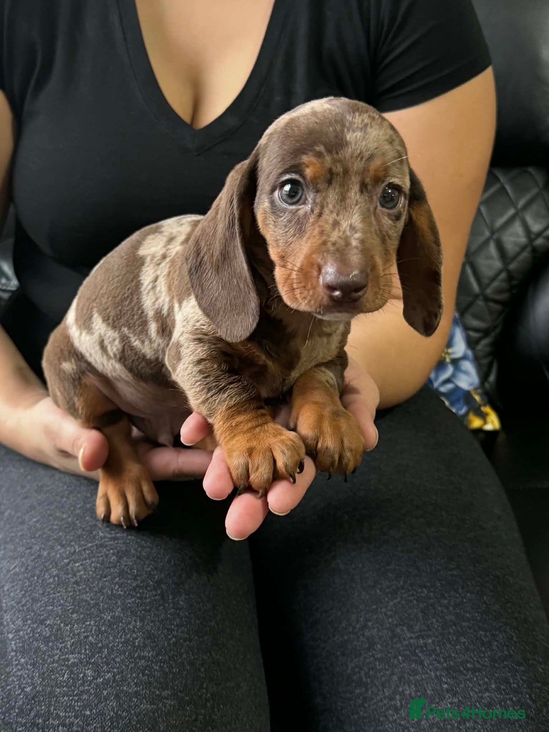 Dachshund dogs for sale: Miniature Dachshund puppies - Advert 17
