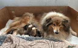 Rough Collie dogs for sale: Rough collie puppies  - Image 3