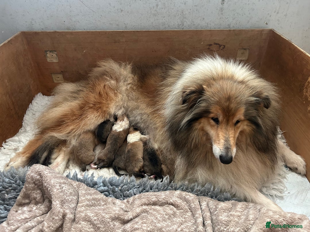 Rough Collie dogs for sale: Rough collie puppies  - Image 3