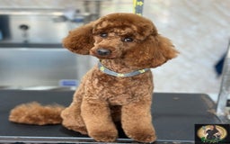 Miniature Poodle dogs for stud:  ⭐️KC PRINCE CHARMING BLUE BOY MINIATURE POODLE⭐️ - Image 14