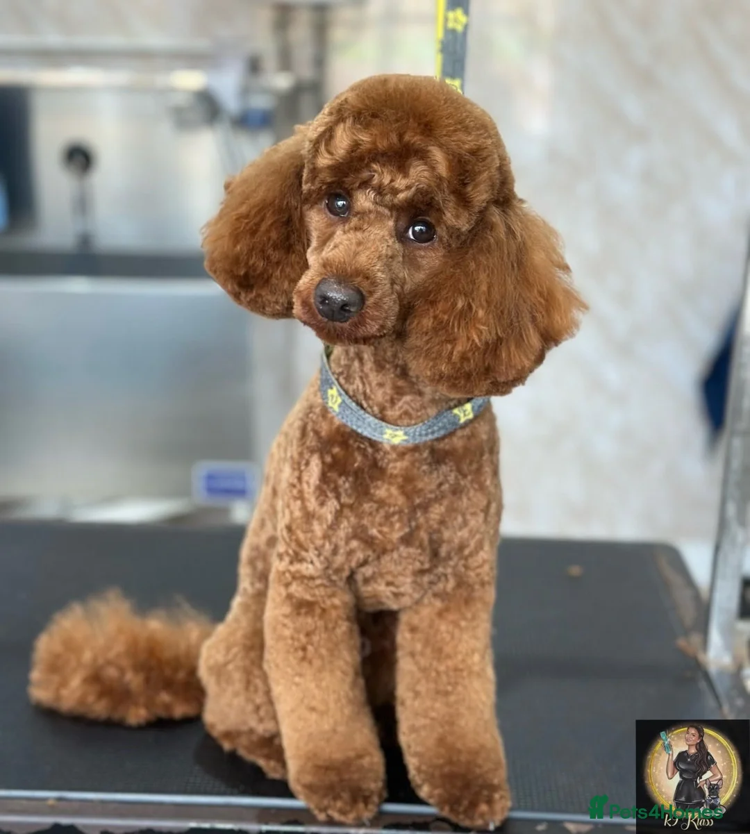 Miniature Poodle dogs for stud:  ⭐️KC PRINCE CHARMING BLUE BOY MINIATURE POODLE⭐️ - Advert 11