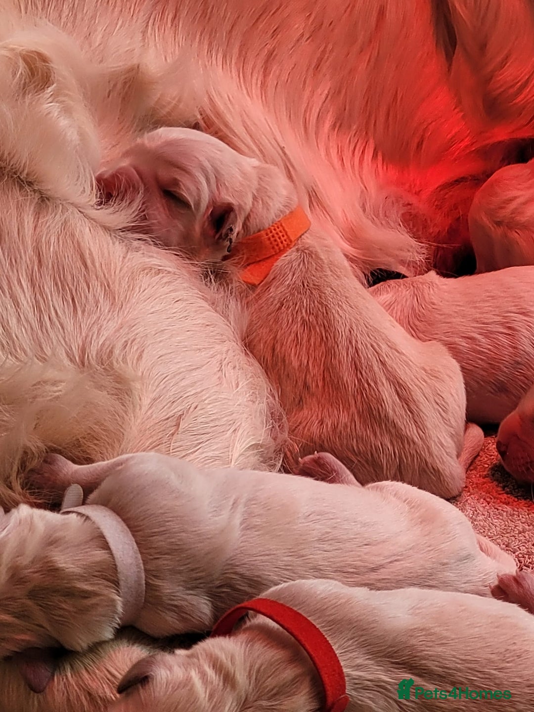 Golden Retriever dogs for sale: Golden Retriever Pups – First Class Homes Wanted - Image 10
