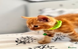 Ragdoll cats for sale: CUTE AND PLAYFUL HALF RAGDOLL KITTENS  - Image 10