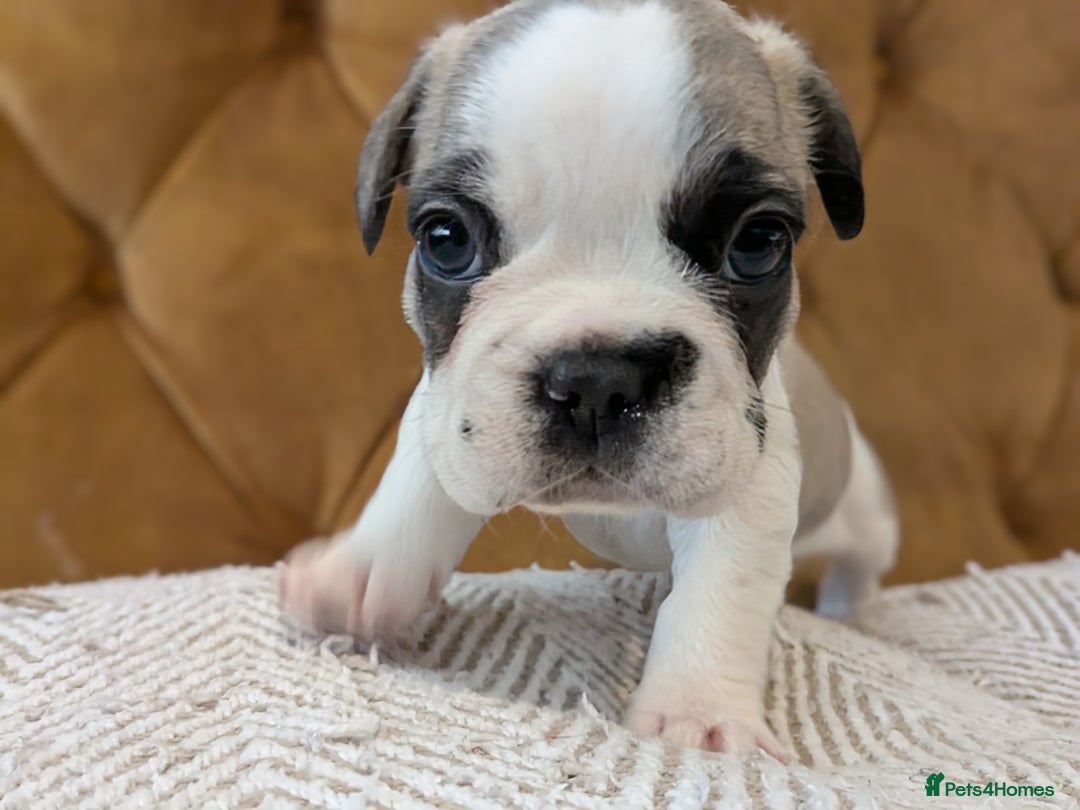 French Bulldog dogs for sale: REDUCED Adorable French Bulldog Puppies  - Image 27