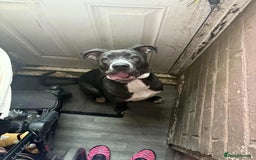 Cane Corso dogs for sale: 5 Month Female Cane Corso  - Image 1