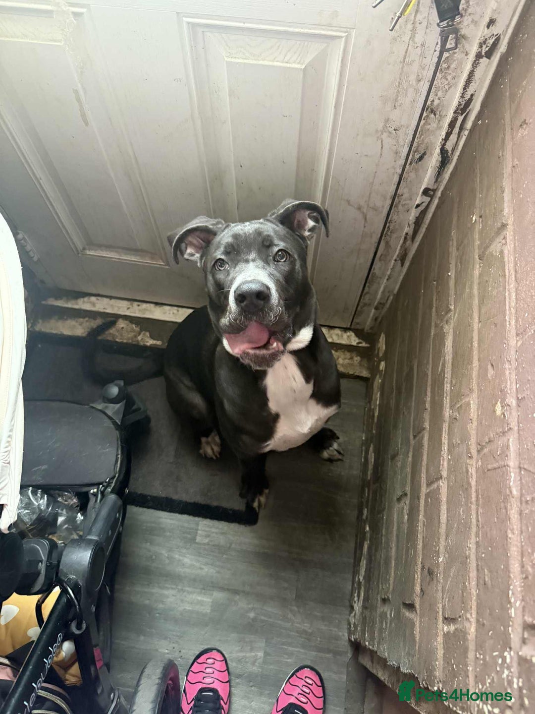 Cane Corso dogs for sale: 5 Month Female Cane Corso  - Image 1