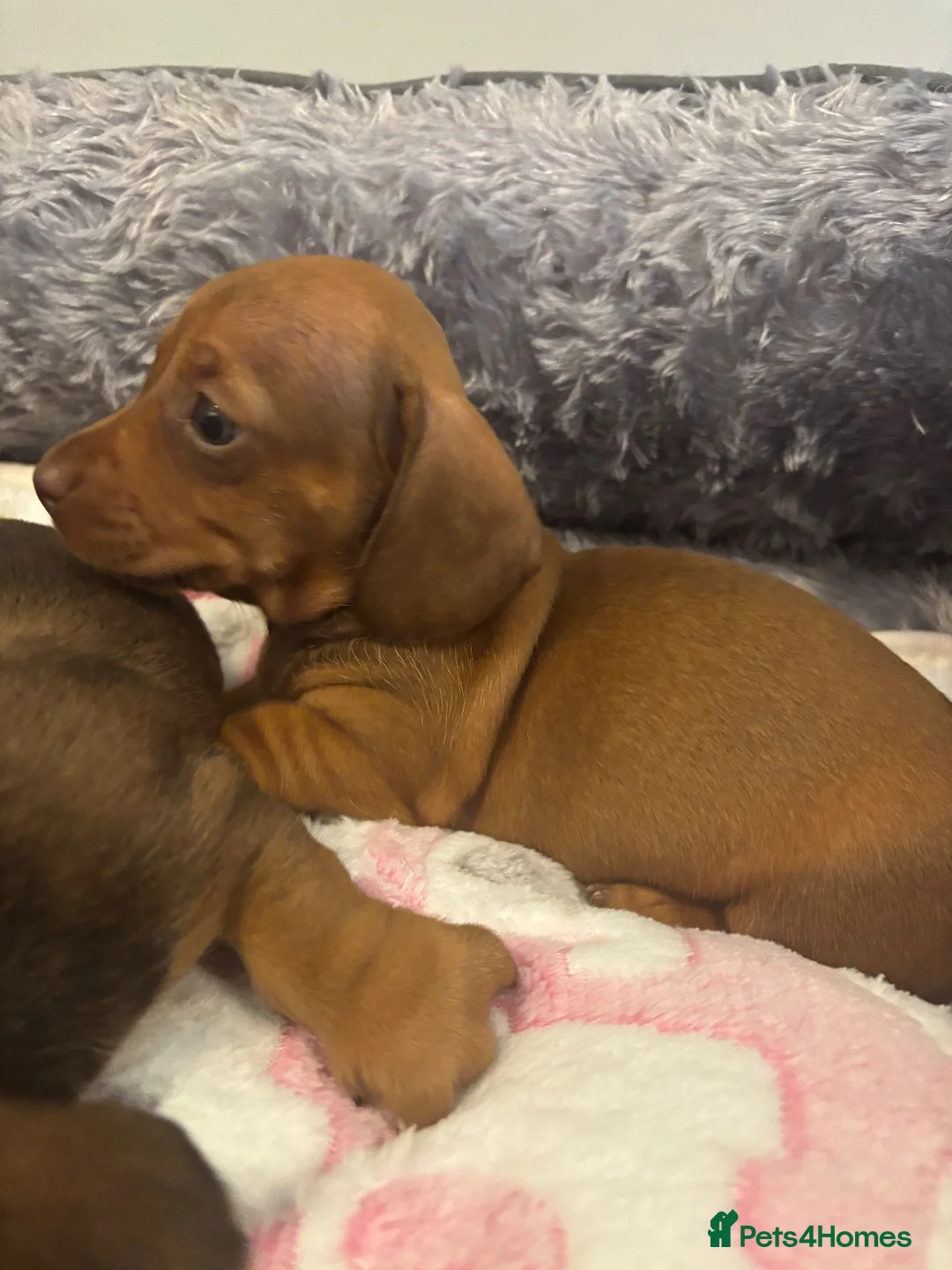 Dachshund dogs for sale: Miniature dachshund - Advert 8