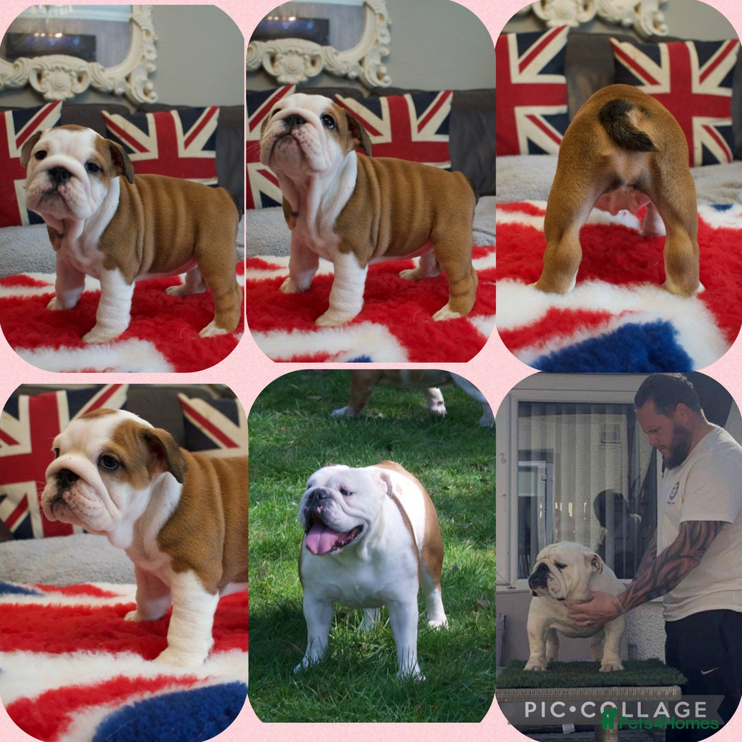 English Bulldog dogs for sale: Kc reg red and white & pied  - Image 4