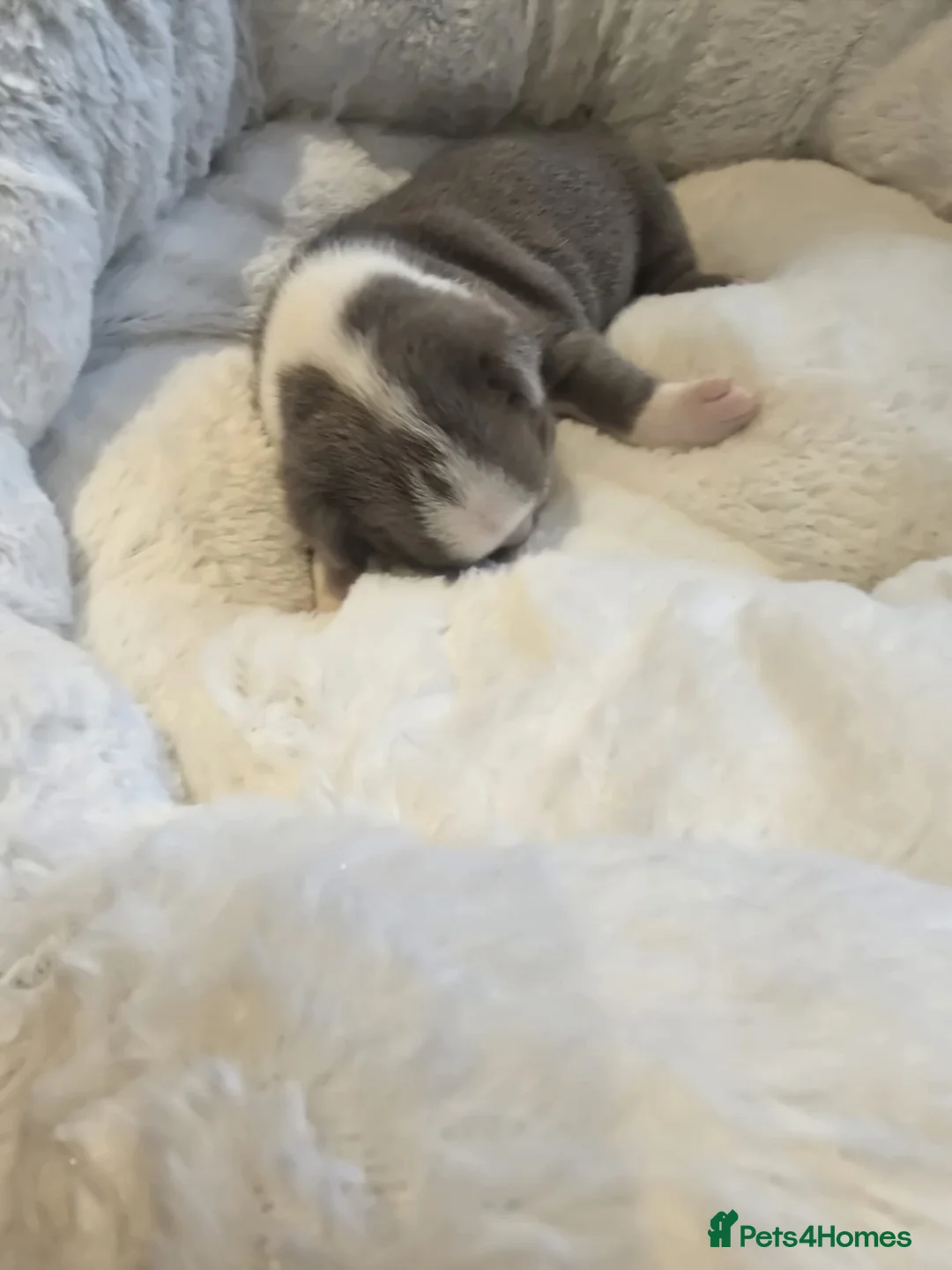 Boston Terrier dogs for sale: BEAUTIFUL BOSTON TERRIER PUPS  - Advert 8