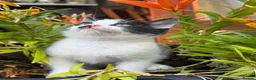 Mixed Breed cats for sale: Kittens 🐈‍⬛  - Advert 2