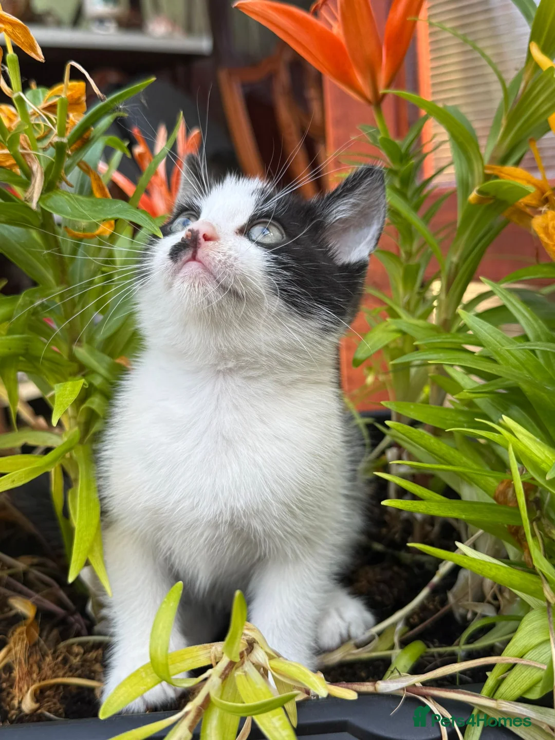 Mixed Breed cats for sale: Kittens 🐈‍⬛  - Advert 2
