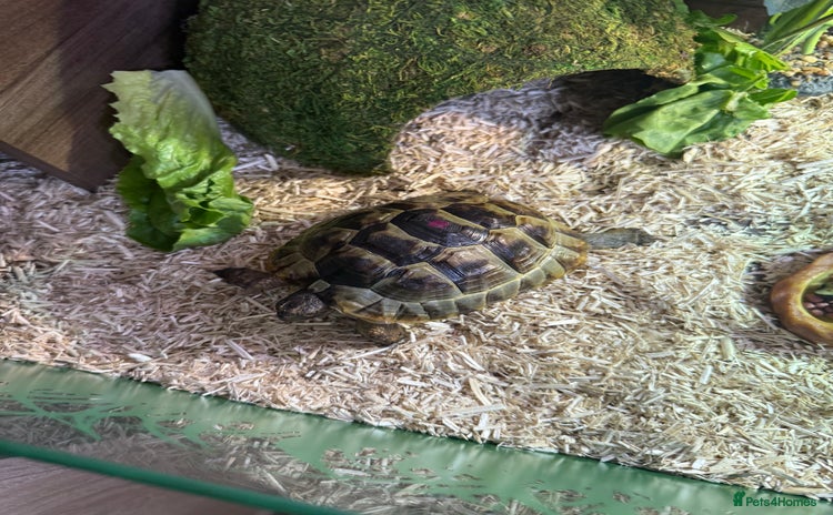 Tortoise reptiles - Advert 12