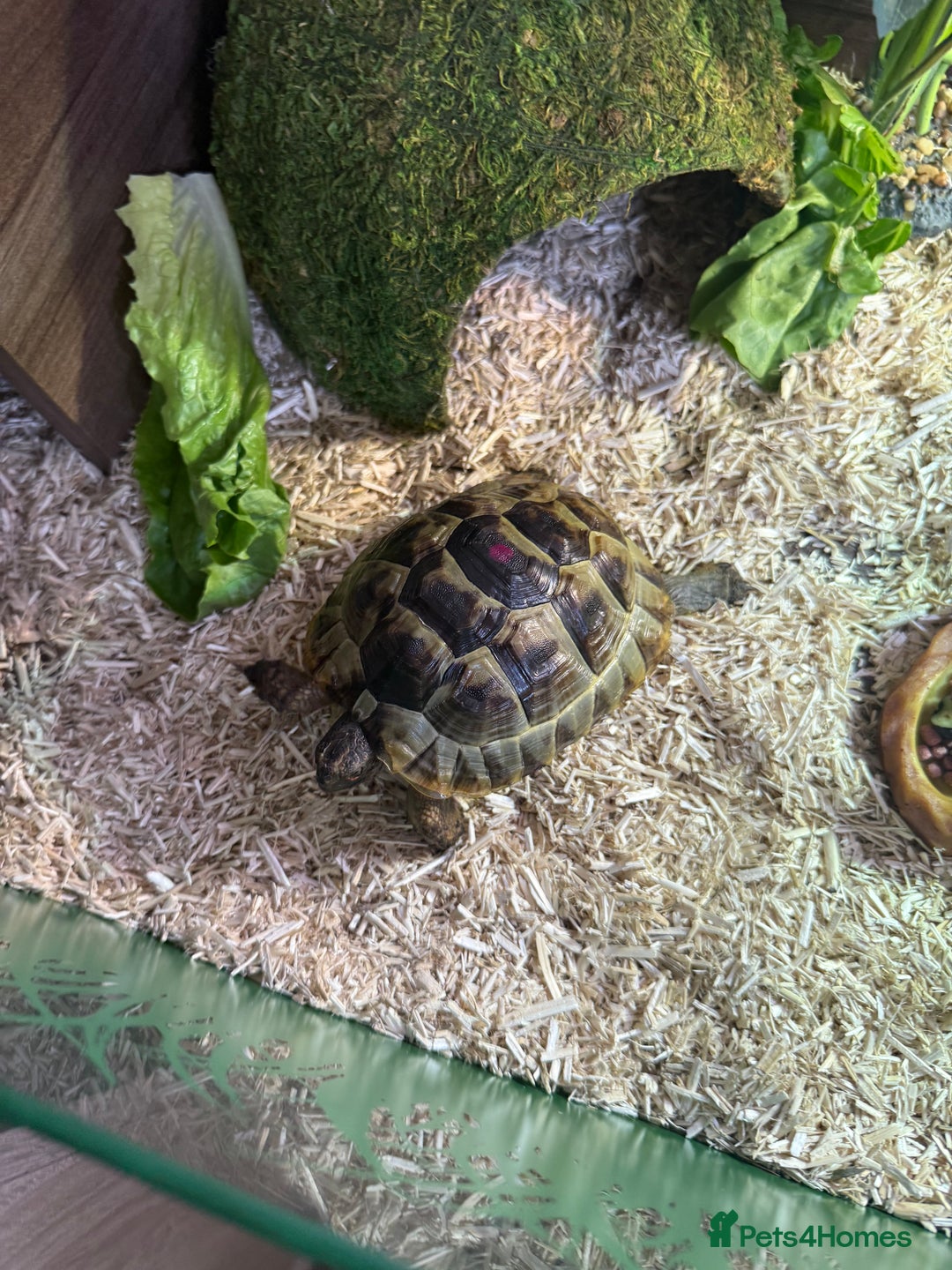 Tortoise reptiles for sale: Spur-tighed tortoise  - Image 1