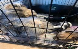 Mixed Breed dogs for sale: Lhasa apso x chihuahua pups  - Image 1