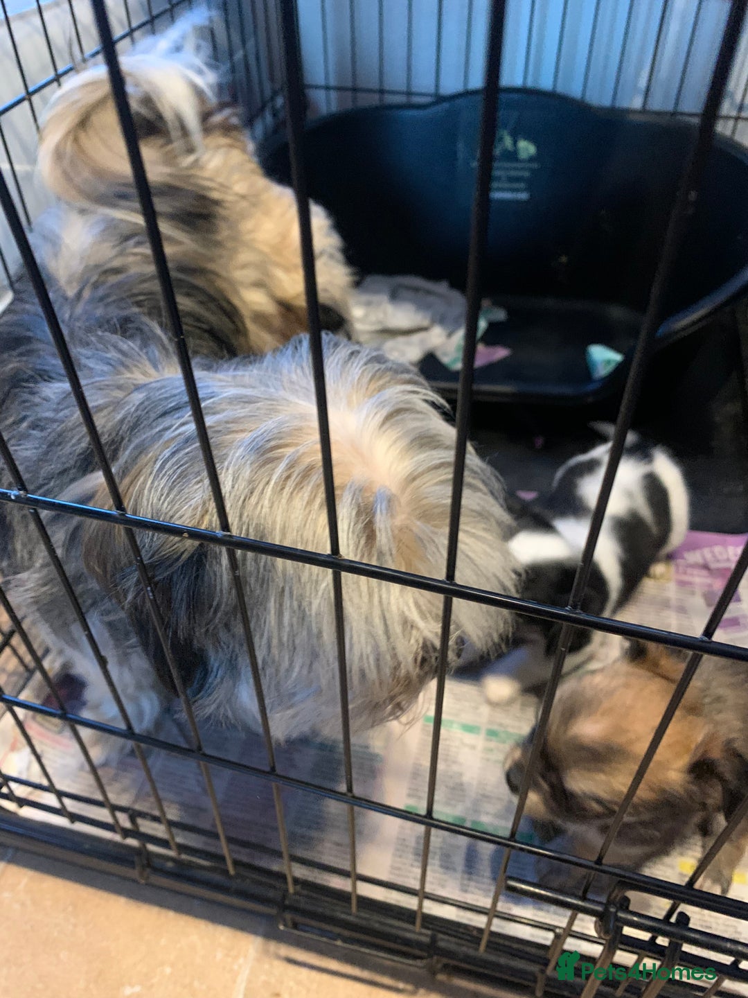 Mixed Breed dogs for sale: Lhasa apso x chihuahua pups  - Image 1