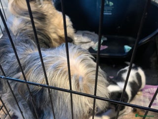 Mixed Breed dogs - Advert 2