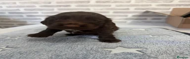 Cocker Spaniel 5