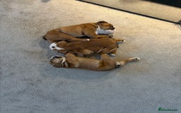 English Bulldog dogs for sale: English bulldog puppies - Image 6