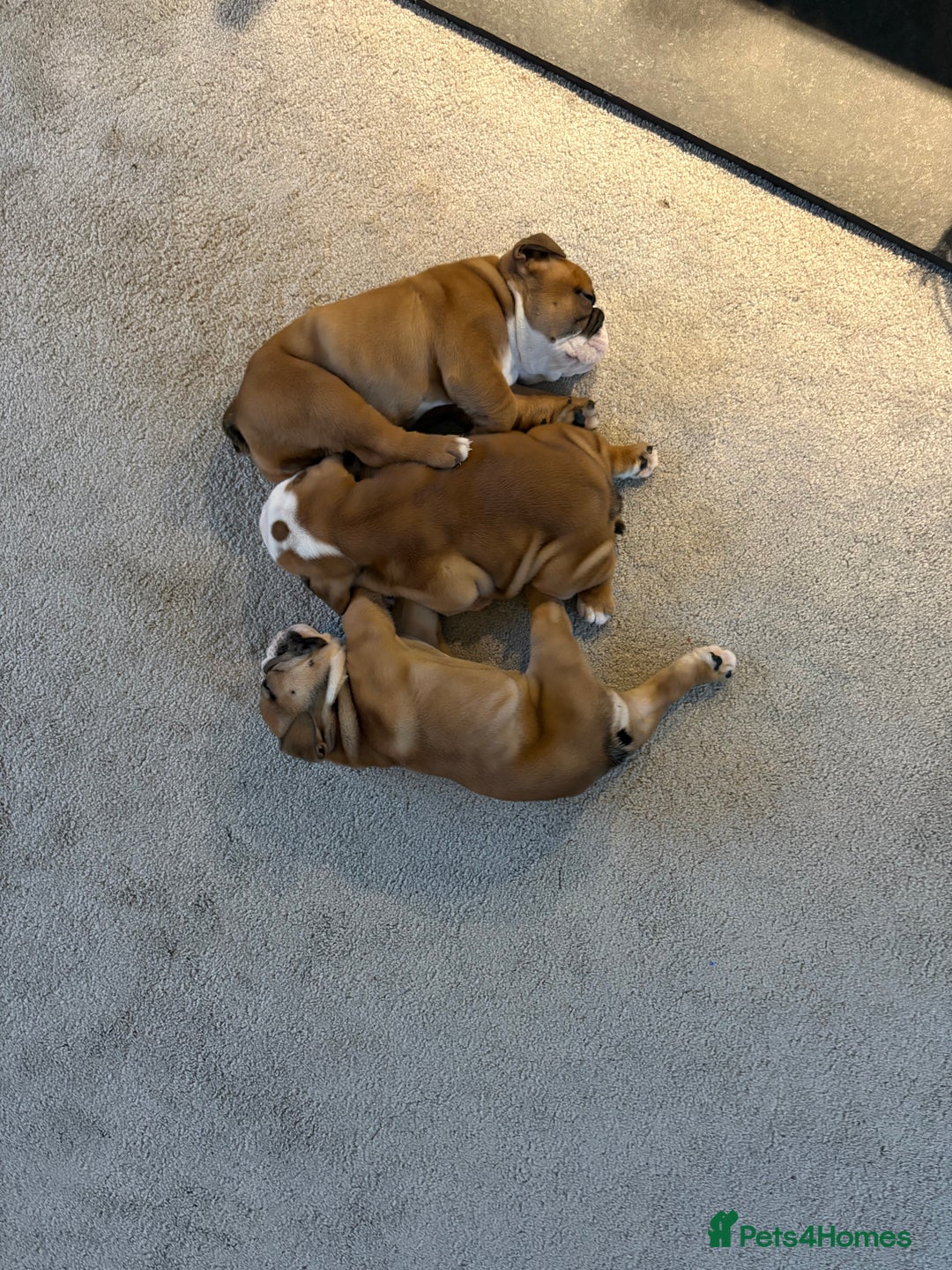 English Bulldog dogs for sale: English bulldog puppies - Image 6