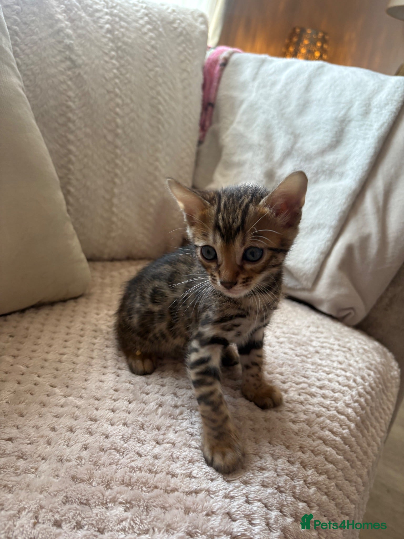 Bengal cats Gorgeous Bengal kittens - Advert 11