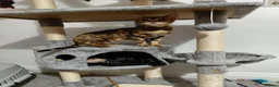 Bengal cats for sale: Female glitter Bengal for sale - Advert 3