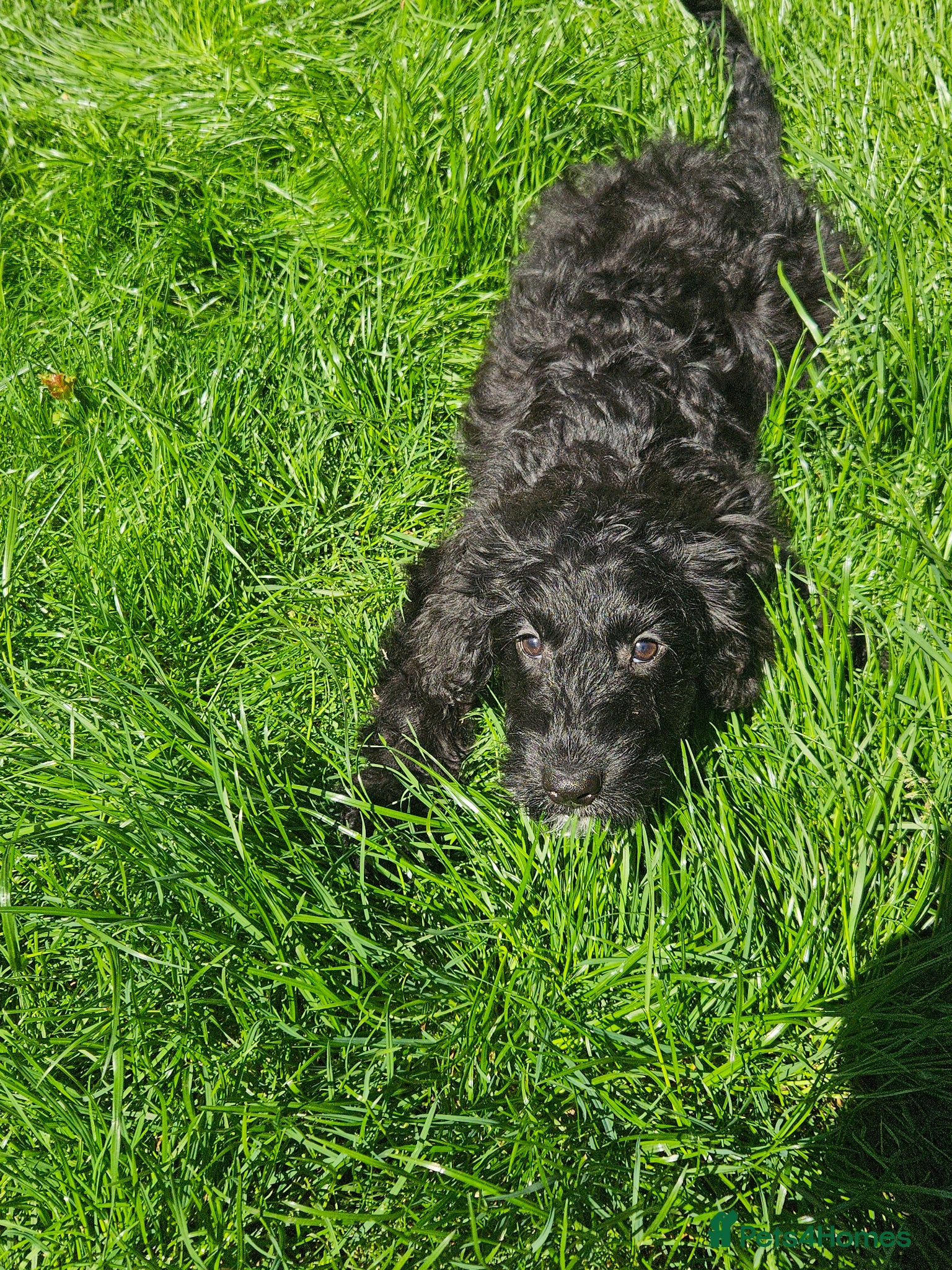 Cockapoo dogs for sale: Cockapoo  - Advert 4
