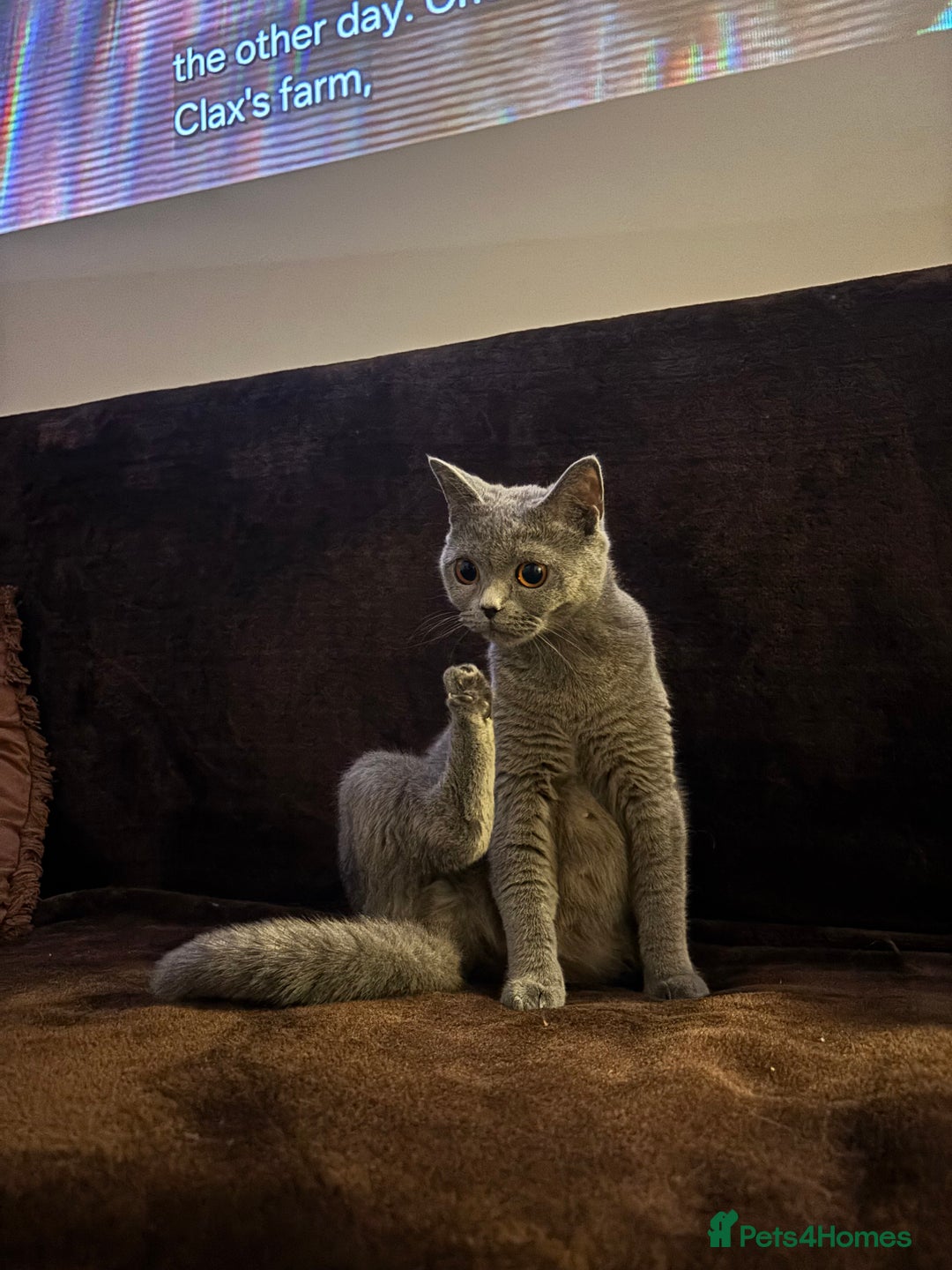 British Shorthair cats for sale: TICA registered purebreed BritishShorthair Kittens - Advert 19