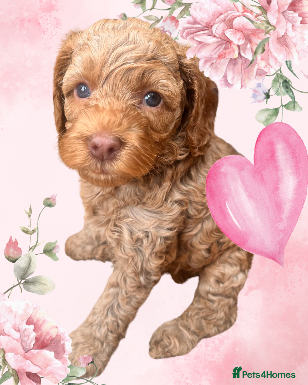 Australian Labradoodle dogs Tiny Tails,Big♥️Australian labradoodle - Advert 2