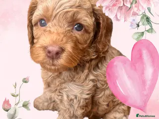 Australian Labradoodle dogs Tiny Tails,Big♥️Australian labradoodle - Advert 2