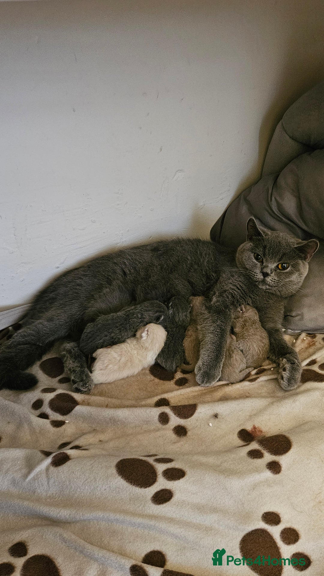 Scottish Fold cats for sale: ✨British Shorthair x Scottish Fold Kittens✨️ - Image 2