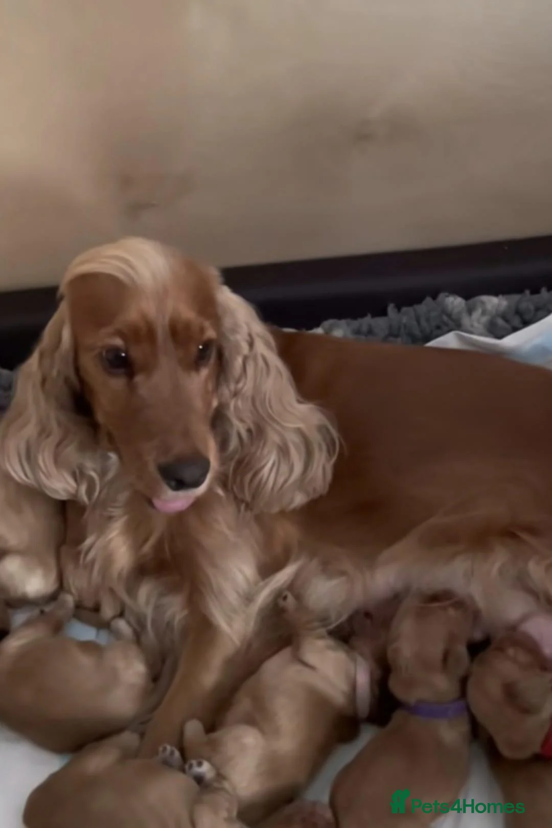 Cocker Spaniel dogs for sale: BEAUTIFUL SHOW TYPE HEALTH CHECKED PUPPIES  in Manchester - Advert 4