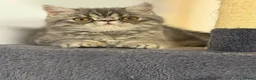 Exotic cats for sale: Beautiful Exotic x Persian Kittens ⭐️ - Advert 12