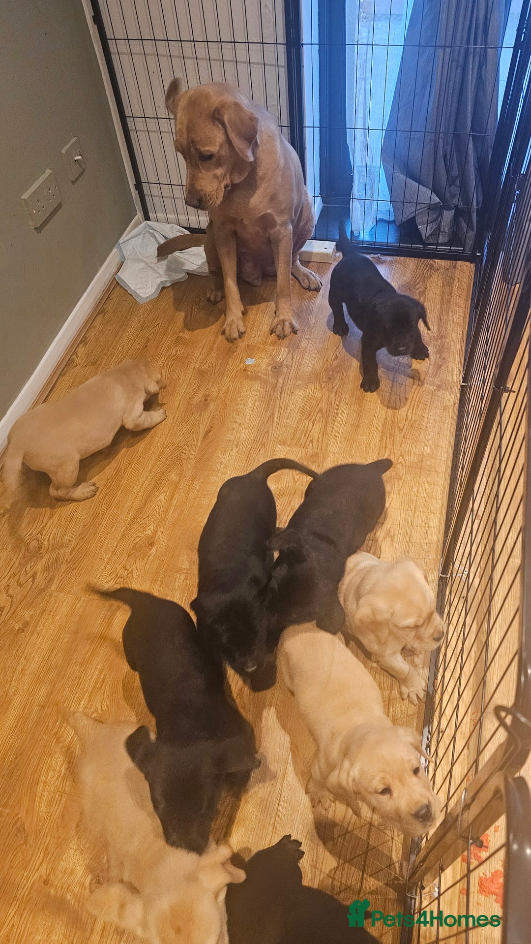 Labrador Retriever dogs for sale: Stunning 9 Labradors puppies  - Advert 15