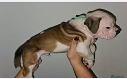 Alapaha Blue Blood Bulldog dogs for sale: IABBR. Health tested. Top lines.  - Advert 15